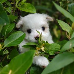 Companion Cross, Mal-Shi, Maltese, Maltipoo, Morkie, and Shih Tzu Puppies from Seeking Shalom Acres Maltese, Maltipoos & Havamalts