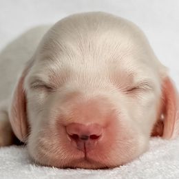 Marlin - Red male Dachshund puppy in Winamac, Indiana from WZ Kennels