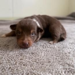 Zephyr - Red tri-color male Australian Shepherd puppy in Tucson, Arizona from Soqui Ortiz Cattle Ranch