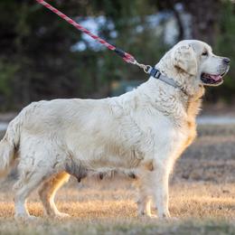 Zemphira - Golden Retriever