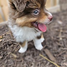 Toy Australian Shepherd Puppies from Reflections of Star Crest Kennel