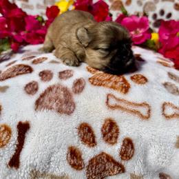 Hei hei - Brown female Shichon puppy in Bushnell, Florida from Diamond Belle Puppies, LLC