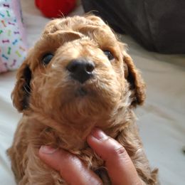 Maltipoo Puppies from Awwws-n-Pawws