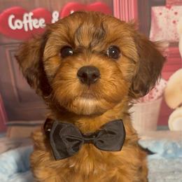 Chester - Red sable male Havanese puppy in Clermont, Florida from Country Sweet Havanese and Creative Coaching