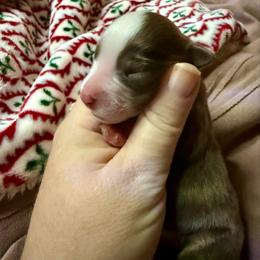 Beau - Red tri male Miniature Australian Shepherd puppy in Gatesville, Texas from Southern Promise Aussie’s