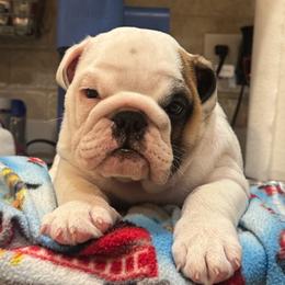 Boy 2 - Red brindle and white male Bulldog puppy in Crane Hill, Alabama from Jetana Bulldogs