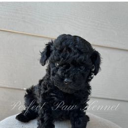 Poodle Puppies from Perfect Paw Kennel