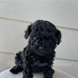 Poodle Puppies from Perfect Paw Kennel