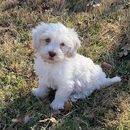 Casper - White male Havanese puppy in Double Oak, Texas from Have A Havanese Puppy