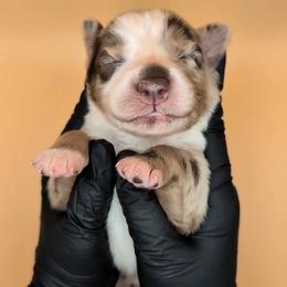 Remi4Boy1- RMM, LONG tail, blue eyes likely, CHIC-OFA-DNA-AKC Titled Parents - Red merle male Australian Shepherd puppy in South Hill, Virginia from Silverside Aussies LLC