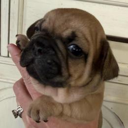Standard fawn - Fawn male French Bulldog puppy in Billings, Montana from Yellowstone Frenchies