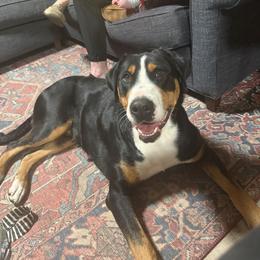 Lady - Black, white and red female Greater Swiss Mountain Dog puppy in Woodland, Washington from Woodland Swissie’s