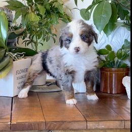 Bernedoodle and Bernese Mountain Dog Puppies from Wild Mountainside Bernedoodles