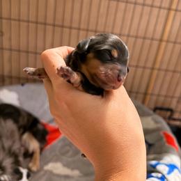 Daisy - Black and tan female Dachshund puppy in Missoula, Montana from The Dainty Dachshund