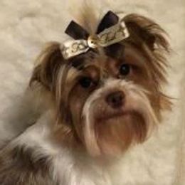 Susie - Yorkshire Terrier