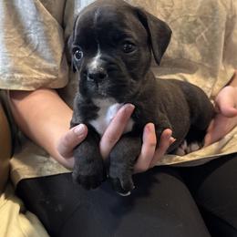 Rebel - Brindle female Boxer puppy in Taft, Tennessee from Hillbillie Boxers