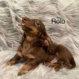 Rollo - Chocolate and tan male Dachshund puppy in Cabool, Missouri from Dachshund's of Country Magic Farms in Missouri