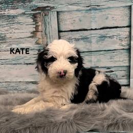 Kate - Black and white female Sheepadoodle puppy in Blackfoot, Idaho from Son of a Poodle Sheepadoodles