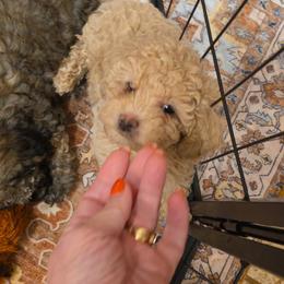 Sweet boy - Cream male Poodle puppy in Louisville, Mississippi from Cindy's Poodles