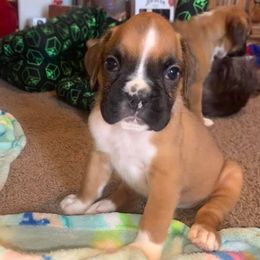 Boxers and French Bulldogs from Blue line French Bulldogs and Boxers