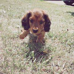 Dachshund Puppies from Decorous Dachshunds