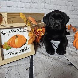 Labrador Retriever Puppies from Tsuki Kennels