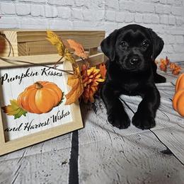 Labrador Retriever Puppies from Tsuki Kennels