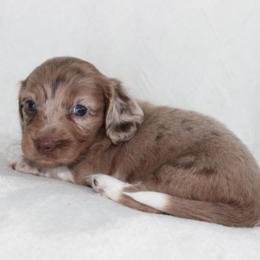 Winnie (3675) - Dapple female Dachshund puppy in Sonora, Kentucky from Maple Hill Miniature Dachshunds