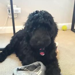 Goldendoodle and Golden Retriever All Grown Up from Milligan Valley