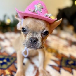 French Bulldog Puppies from Southern Class Frenchies