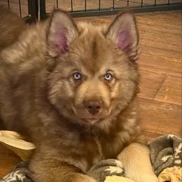 Hickory - Red and white male Siberian Husky puppy in Florence, Kentucky from Moonlight Howl Huskies