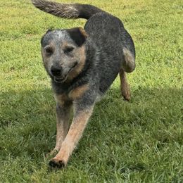 Bean - Blue mottled male Australian Cattle Dog puppy in Laurinburg, North Carolina from Fun Size Heelers