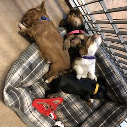 Cavalier King Charles Spaniel Puppies from Colorful Cavaliers