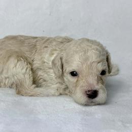 Orion - Cream male Poodle puppy in Cartersville, Georgia from Little Legacy Puppies