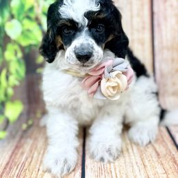 Buffy - Phantom female Poodle puppy in Billings, Montana from Montanas Beartooth Doodles