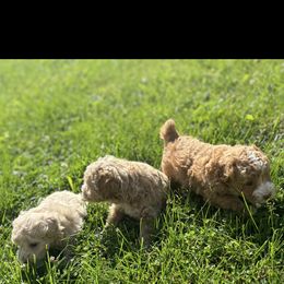 Poodle Puppies from ChiPoodles