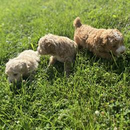 Poodle Puppies from ChiPoodles
