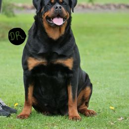 Olive Dark Force - Black and mahogany female Rottweiler puppy in Denver, Colorado from Denver Rottweilers