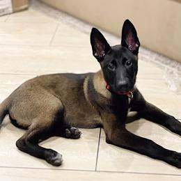 Belgian Malinois and German Shepherd Puppies from Laeknir K9