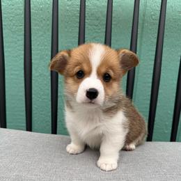 Starla - White and red female Pembroke Welsh Corgi puppy in Riverside, California from Chases Dream Kennel