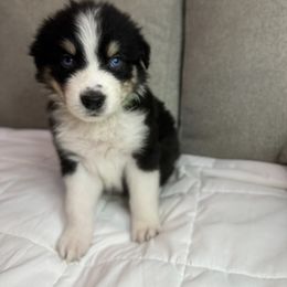 Australian Shepherd Puppies from Double R Farm Aussies