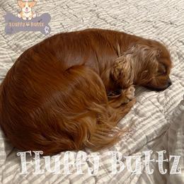 Cavalier King Charles Spaniel, Golden Retriever, and Poodle All Grown Up from Fluffy Buttz