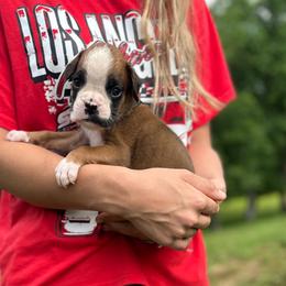Jax - Fawn male Boxer puppy in Daviess County, Kentucky from Blissful Euro Boxers & French Bull Dogs
