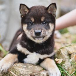 Shiba Inu Puppies from Sunny Terrace Shibas