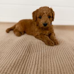 Purple Collar - Red  female Goldendoodle puppy in Billings, Montana from Montana Raised Doodles