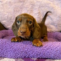 Dachshund puppies from Lashunds Miniature Dachshunds