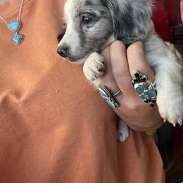 Dachshund Puppies from Rafter D4 Ranch - Mini Dachshunds