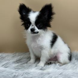 Hook - Black and white male Chihuahua puppy in Lee Center, New York from Alfheim-Andromeda Chihuahua's (A &A's)