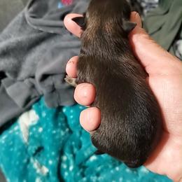 Boy 3 - Orange sable male Pomeranian puppy in Tulsa County, Oklahoma from CP Kennels