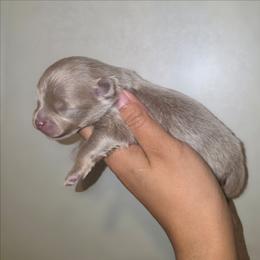 Cutter - Lavender male Pomeranian puppy in Smithville, Texas from Lafary Poms